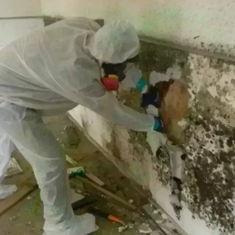 Mold Remediation and Removal in Nogales, AZ